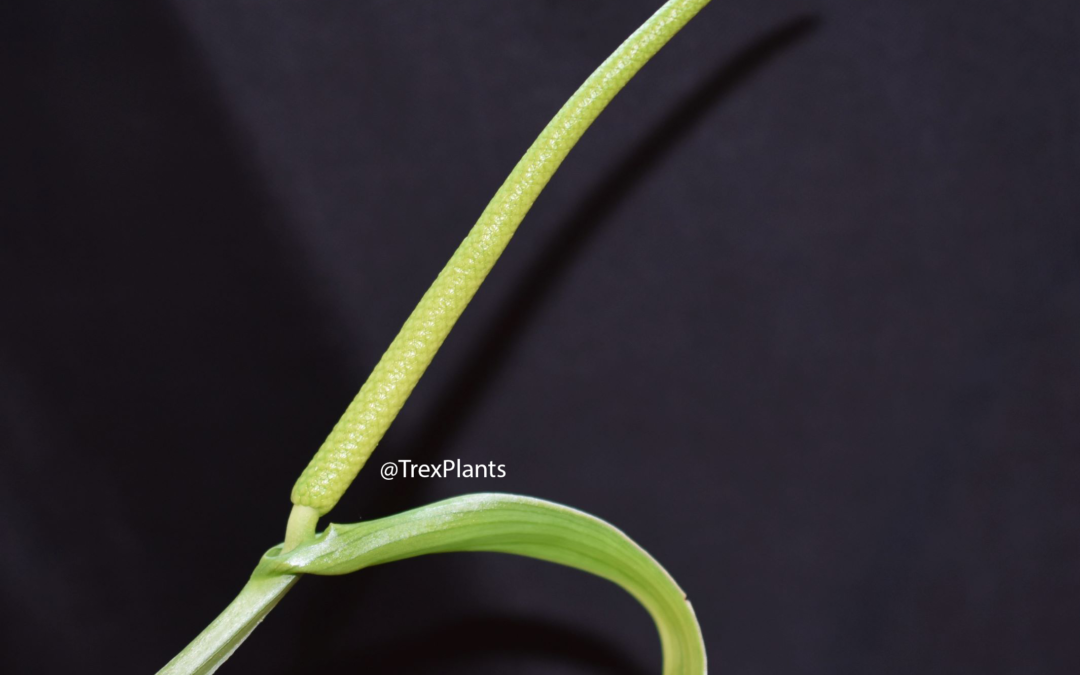 Anthurium magnificum Complete Flower Cycle in Photos
