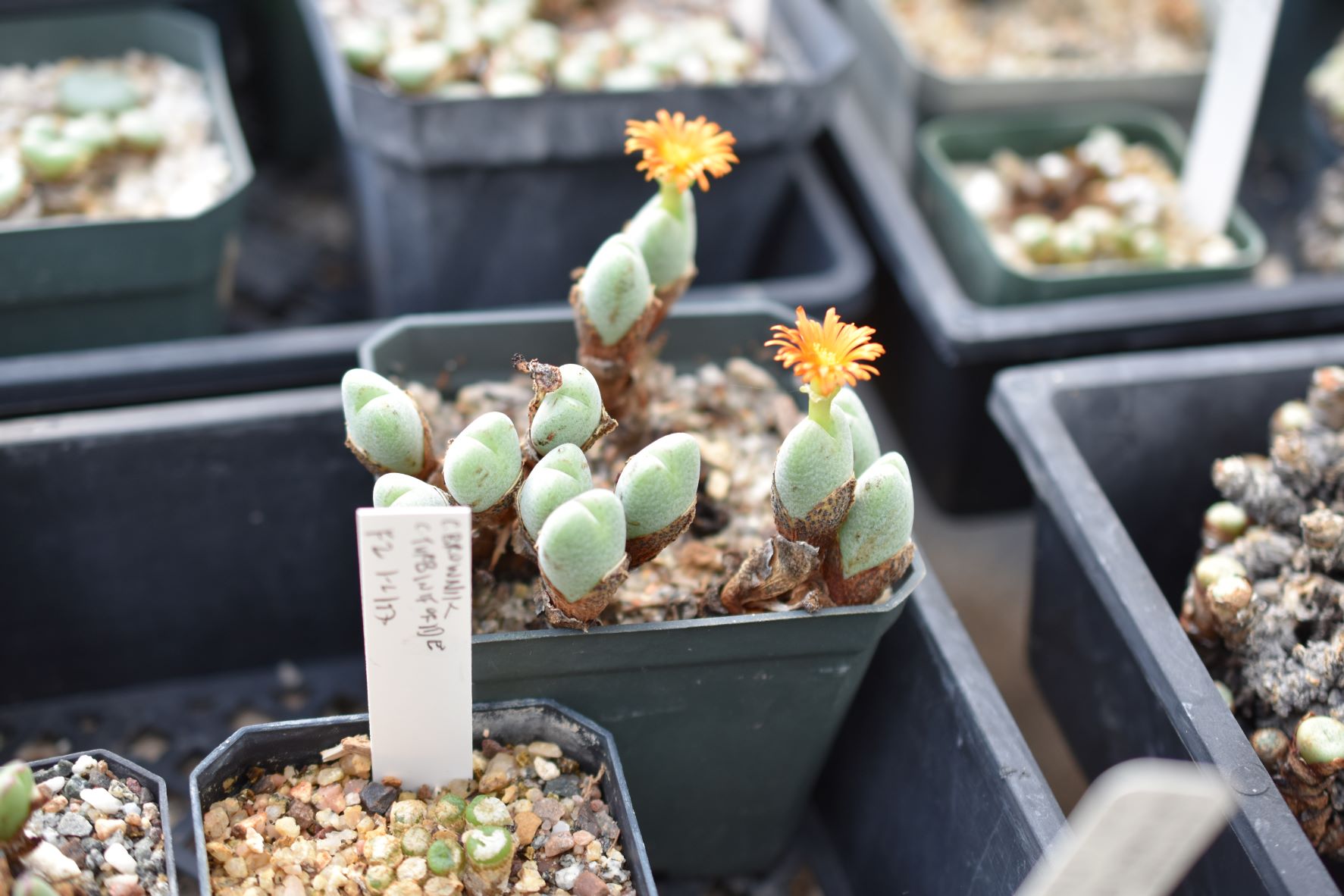 Conophytum 13