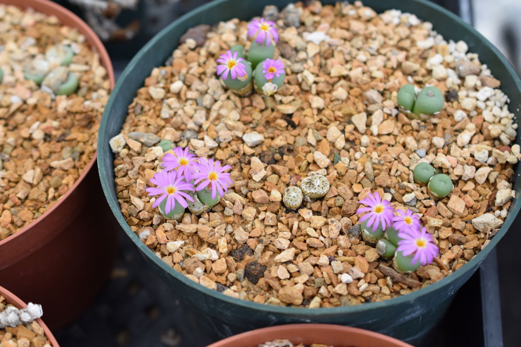 Conophytum 14