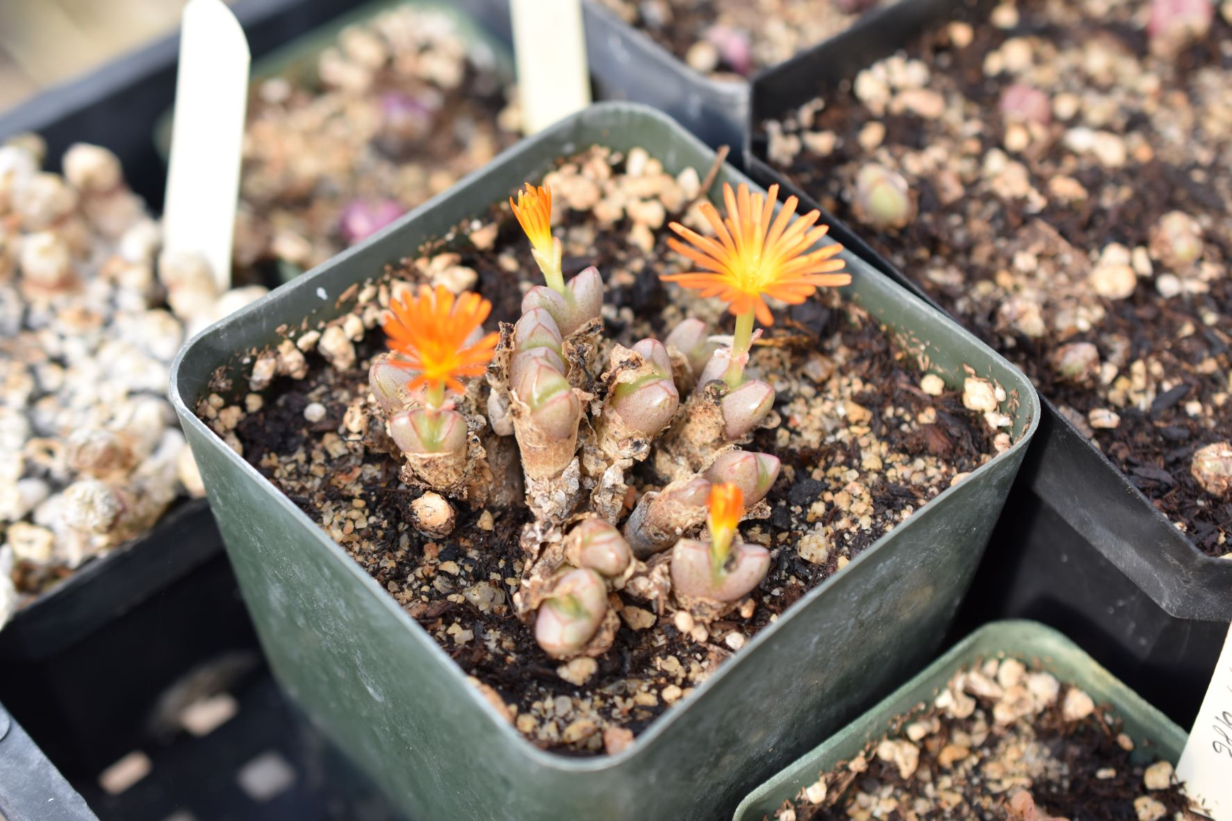 Conophytum 7 conophytum flowers