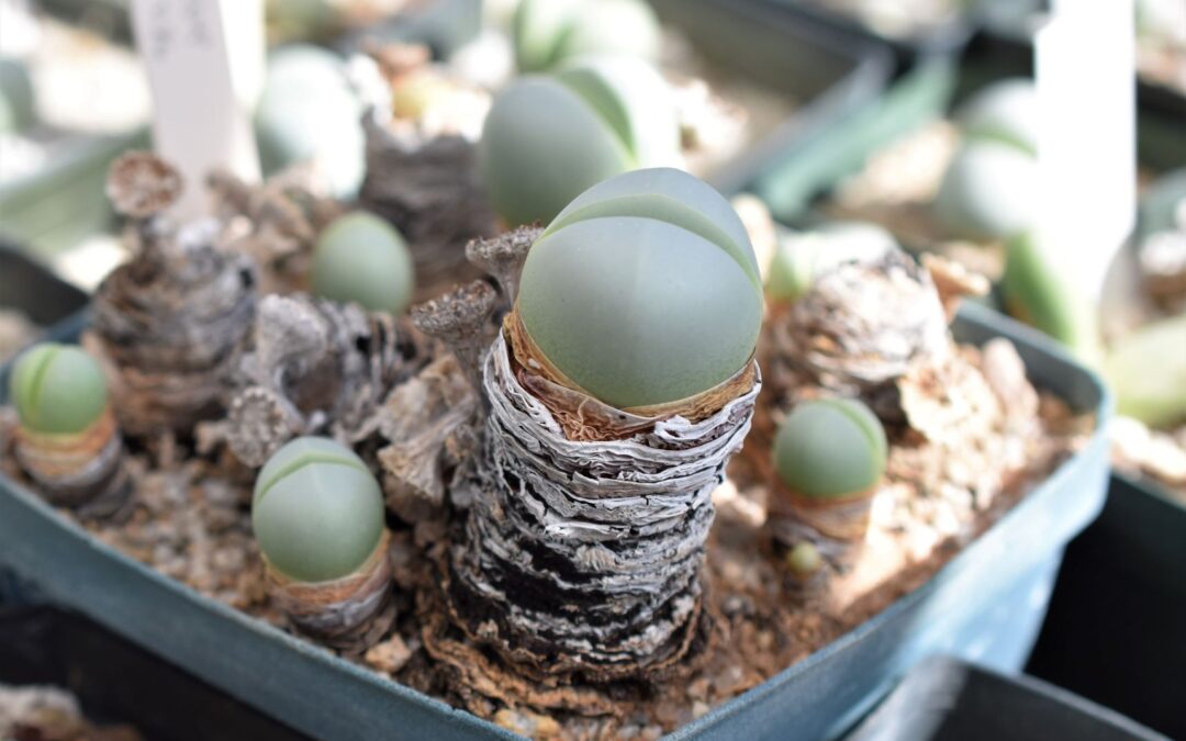 The Other Mesembs – What You’re Missing by Focusing on Lithops and Conos