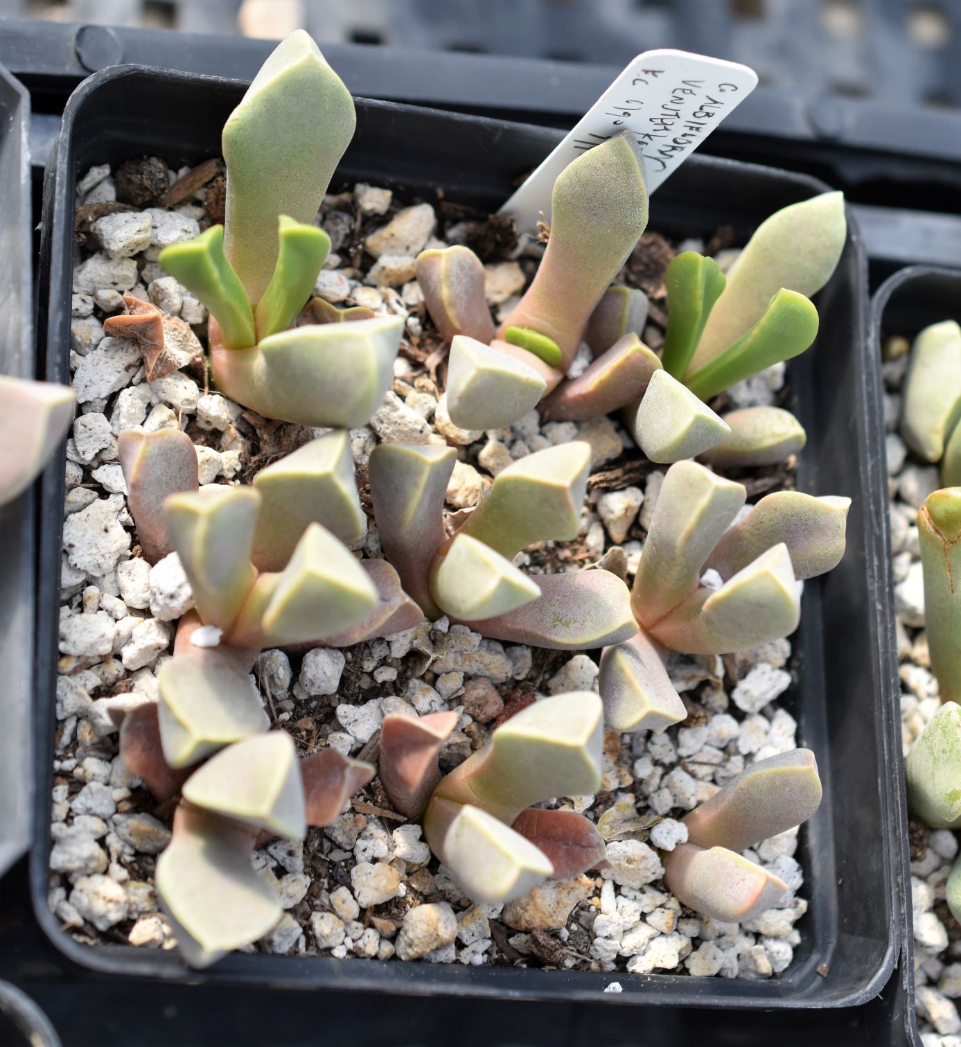 cheiridopsis albiflora