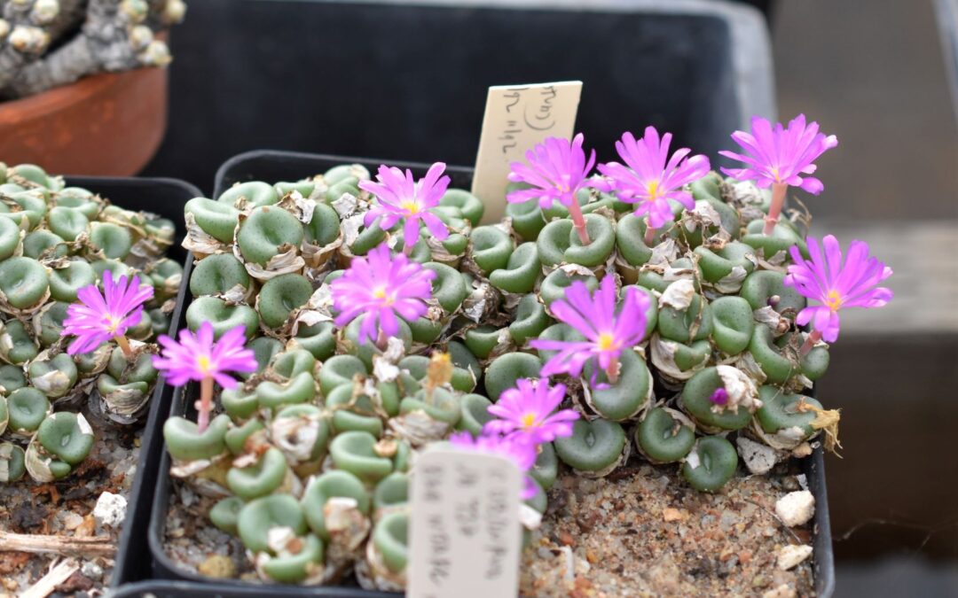 Conophytum Eye Candy – More from the Steve Hammer visit