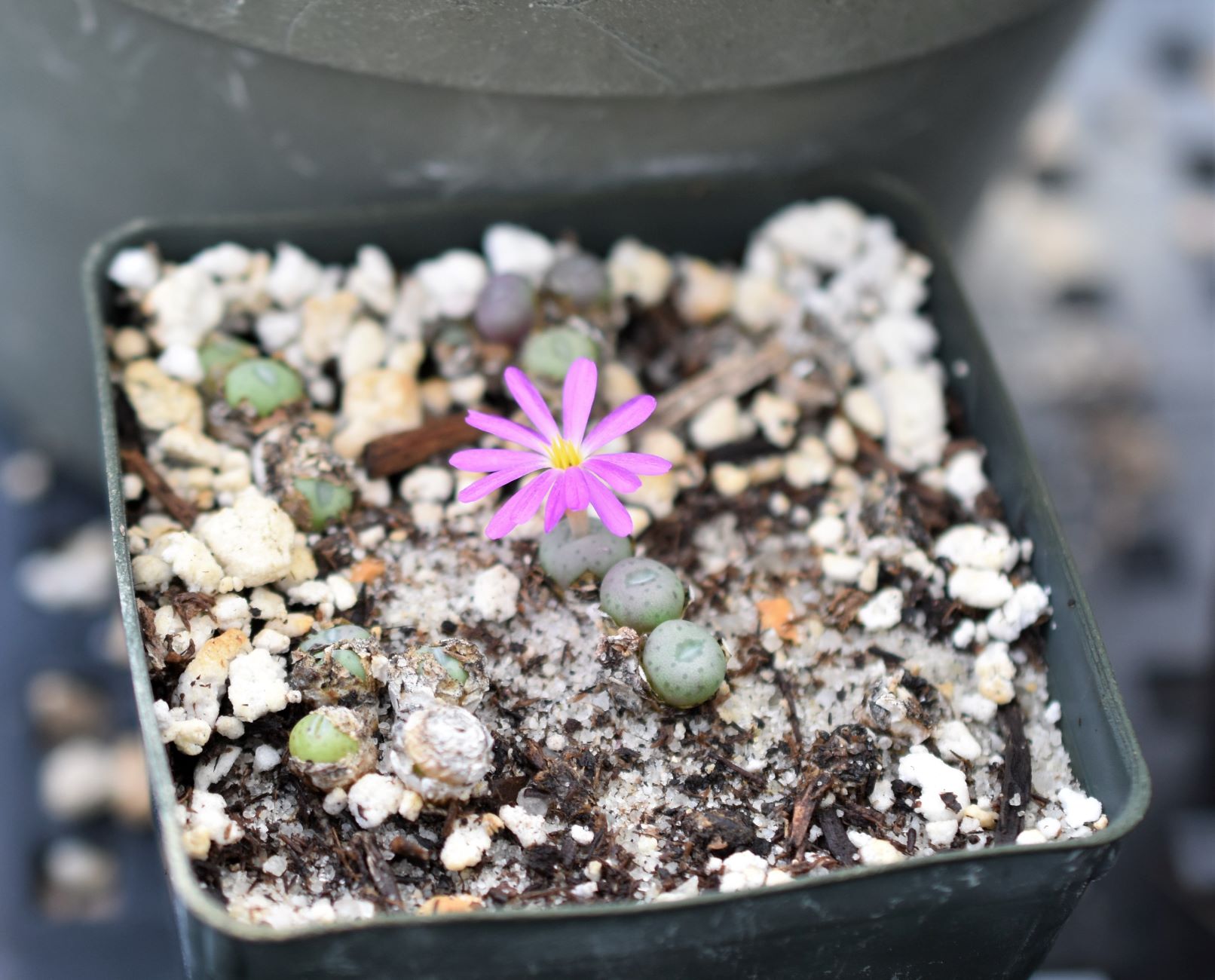 conophytum blooming