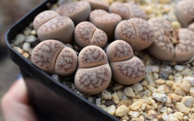 Tis the Season – For Lithops!