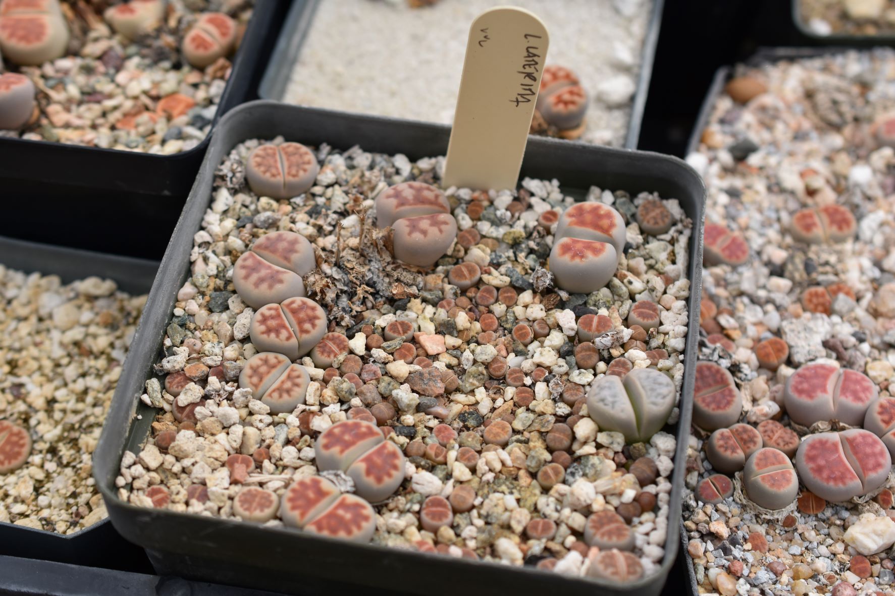 lithops red top 