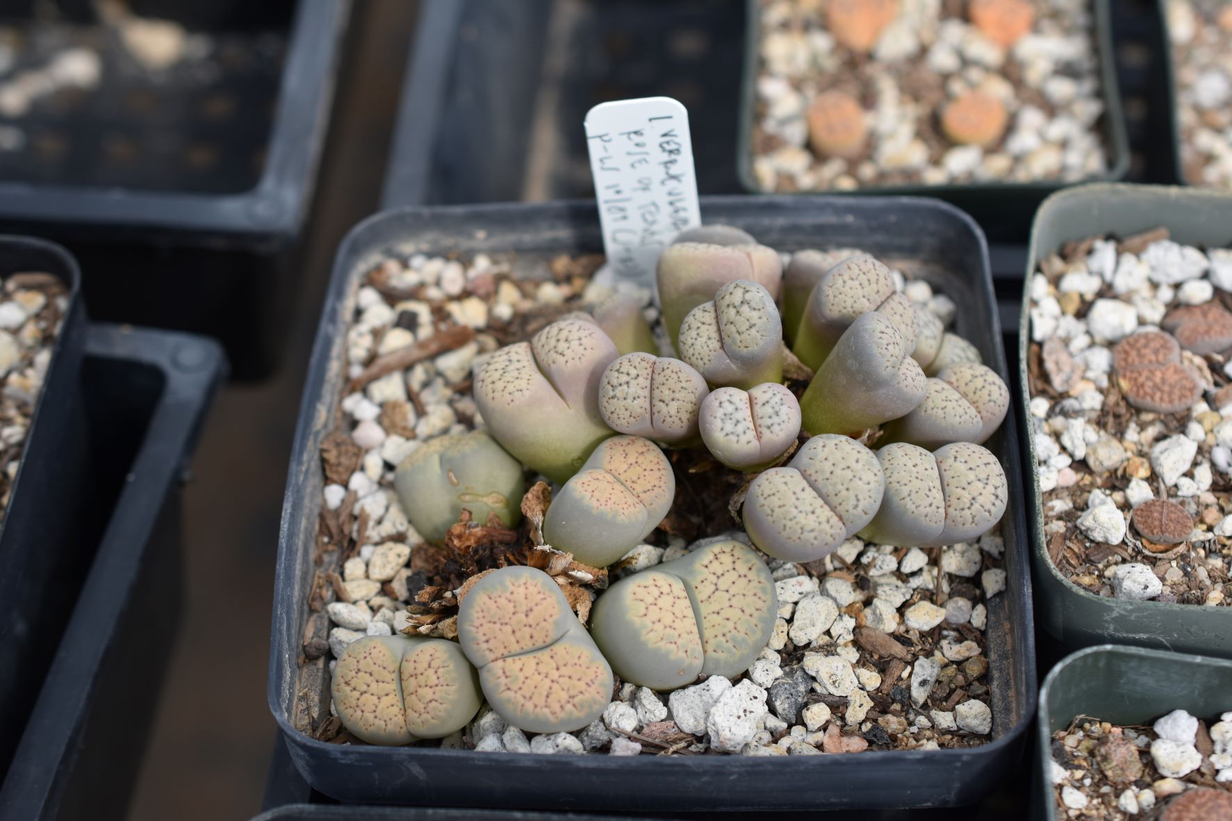 lithops verruculosa rose of texas