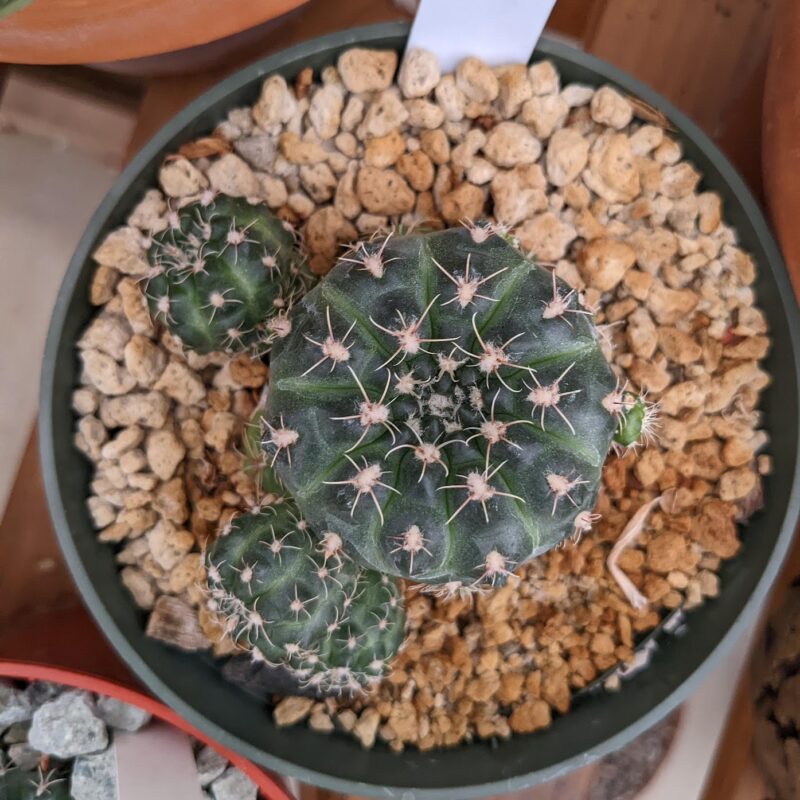 gymnocalycium andreae