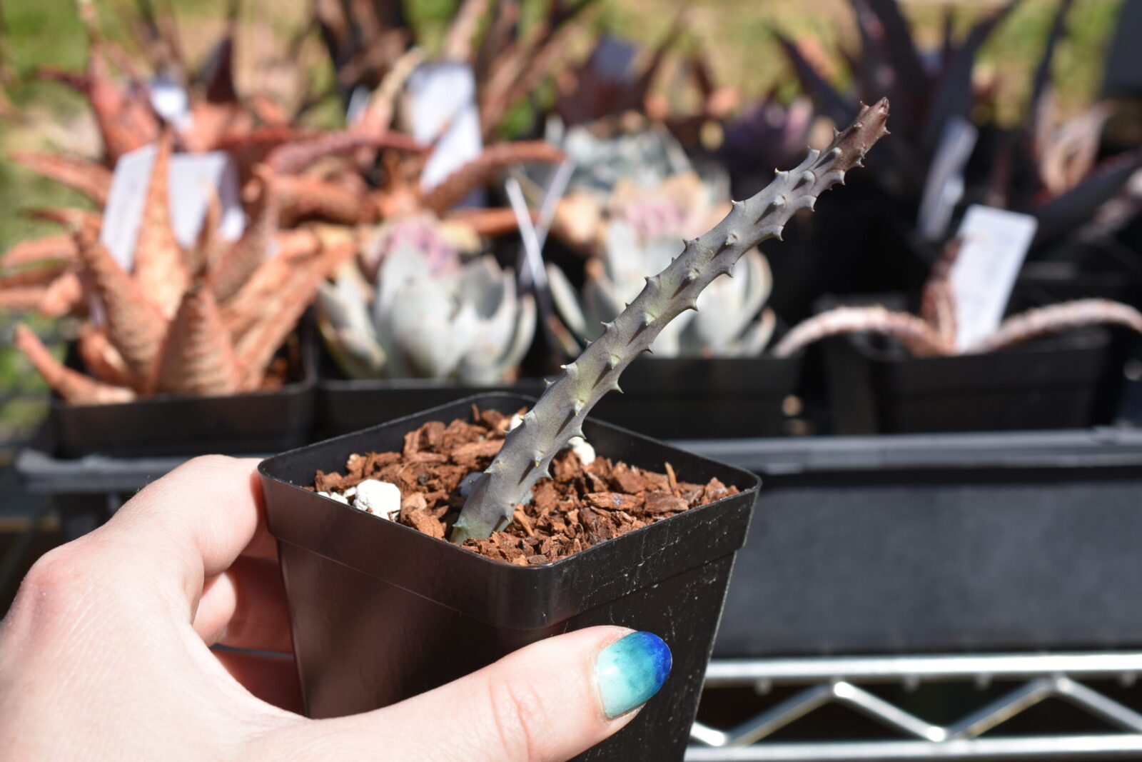 Huernia pendurata - Image 3