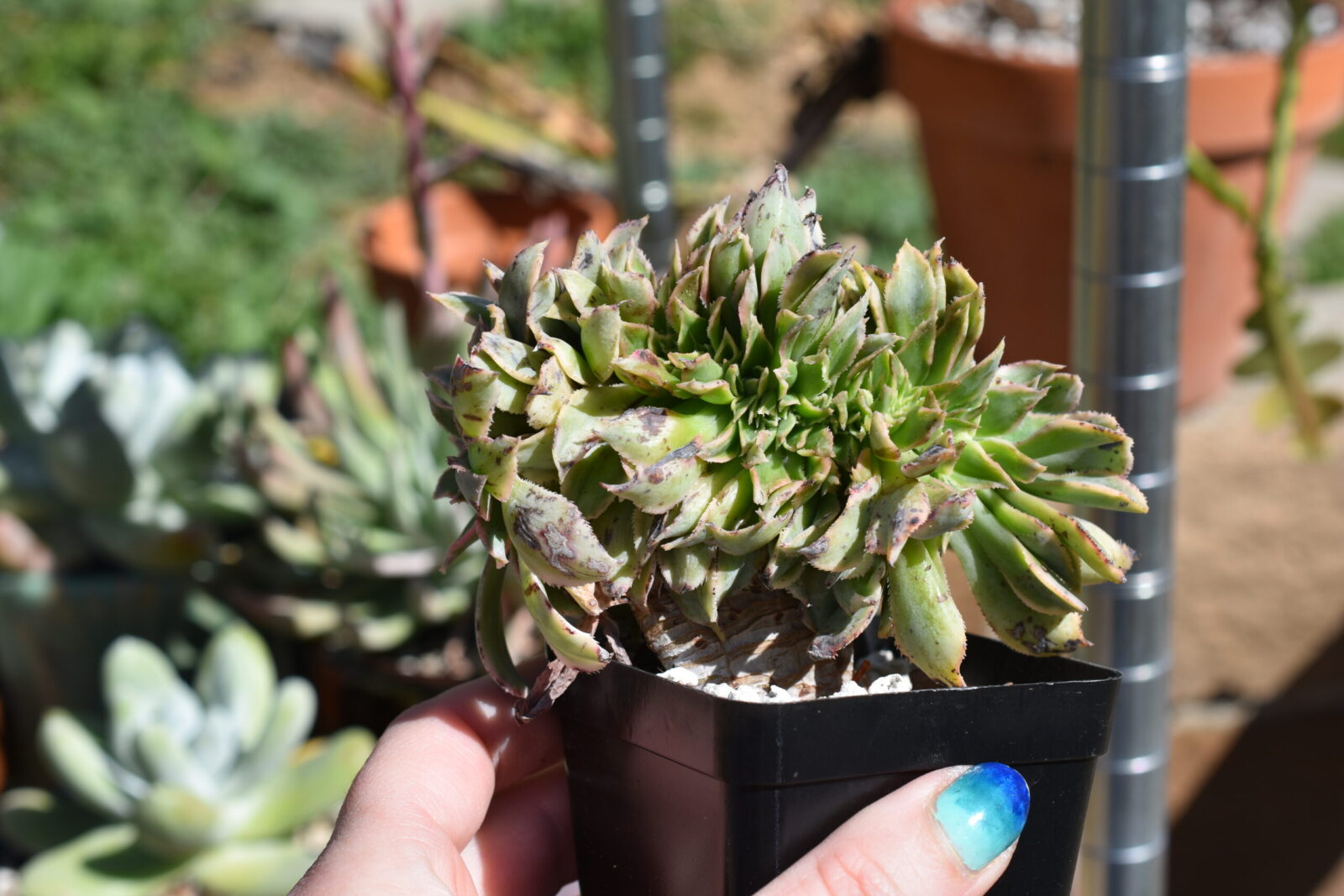 Aeonium "Sunburst" Crested Form - Image 2