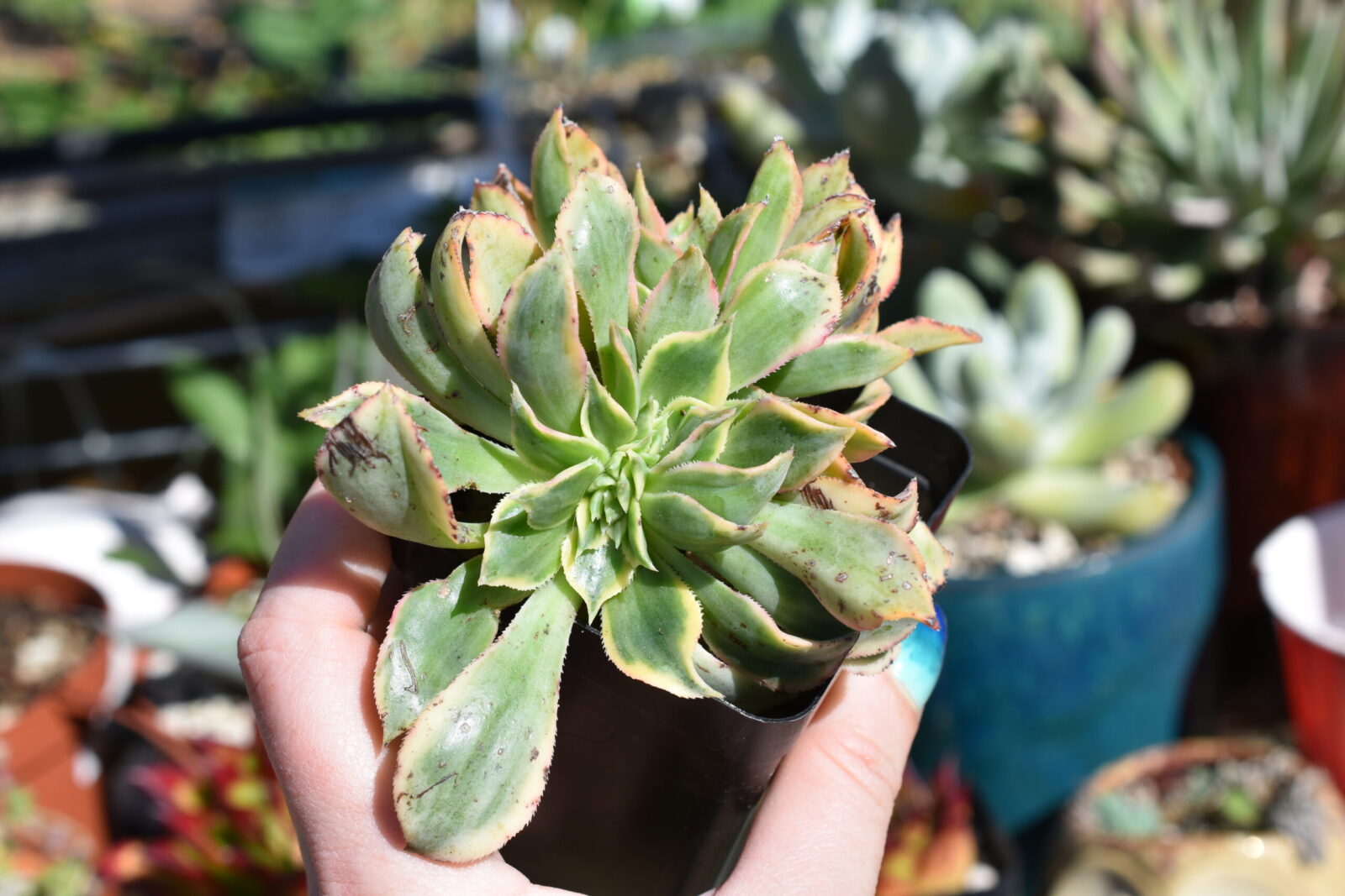 Aeonium "Sunburst" Crested Form - Image 3