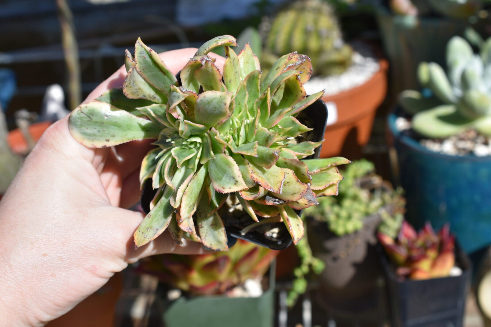 Aeonium "Sunburst" Crested Form - Image 4