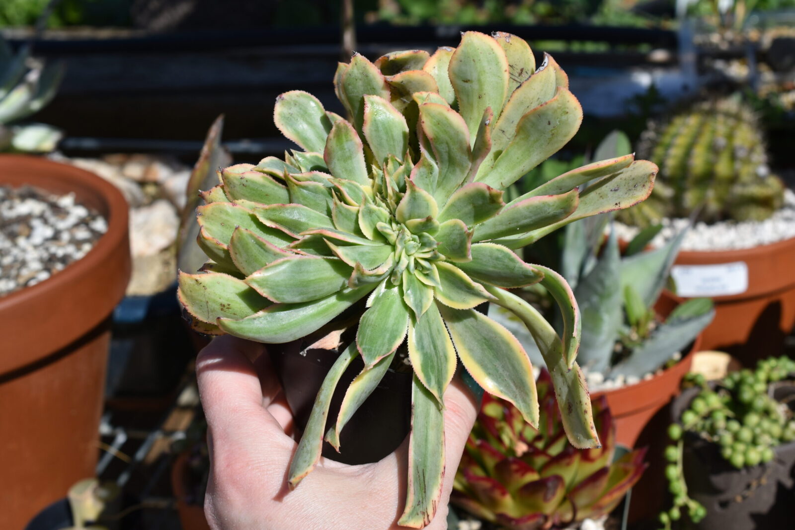 Aeonium "Sunburst" Crested Form