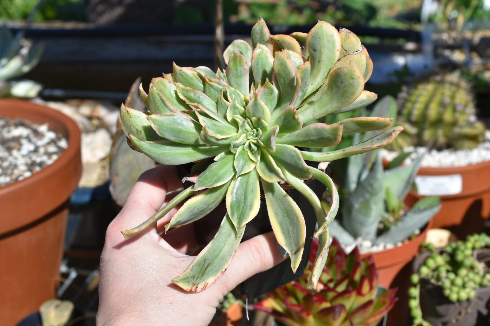 Aeonium "Sunburst" Crested Form - Image 5