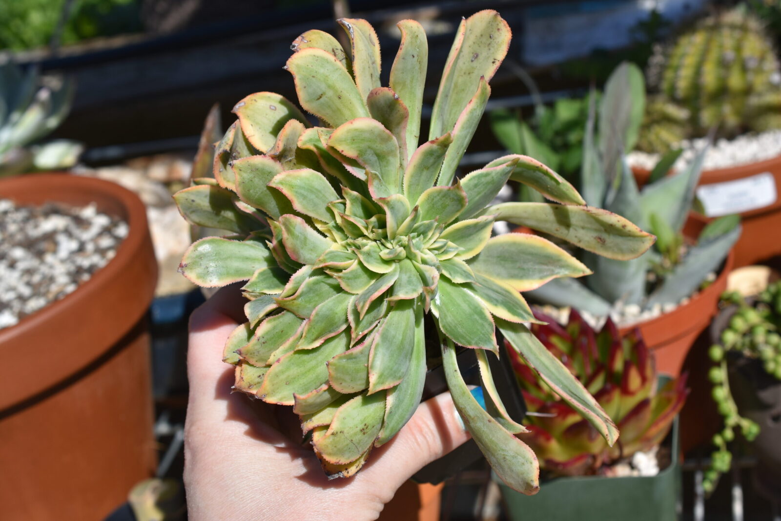 Aeonium "Sunburst" Crested Form - Image 6