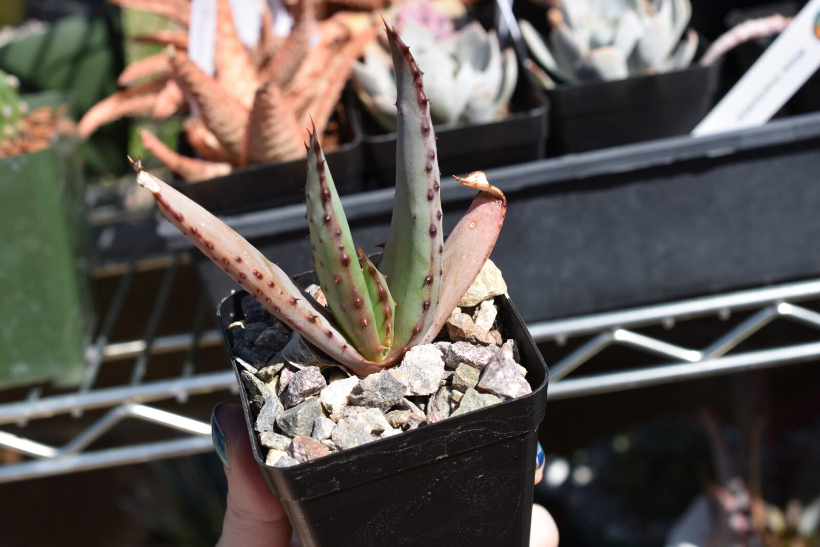 Aloe marlothii - seed grown - Image 2