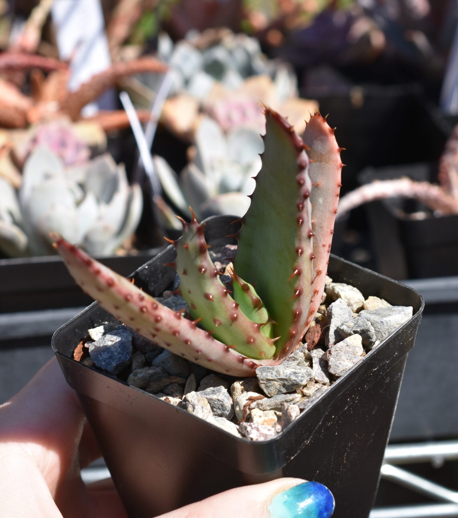 Aloe marlothii - seed grown - Image 3