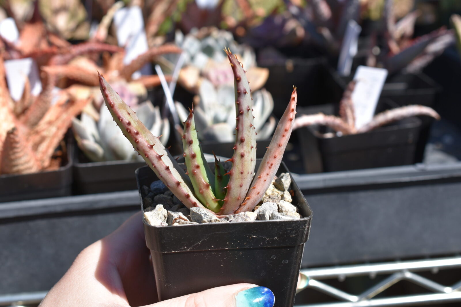 Aloe marlothii - seed grown - Image 4