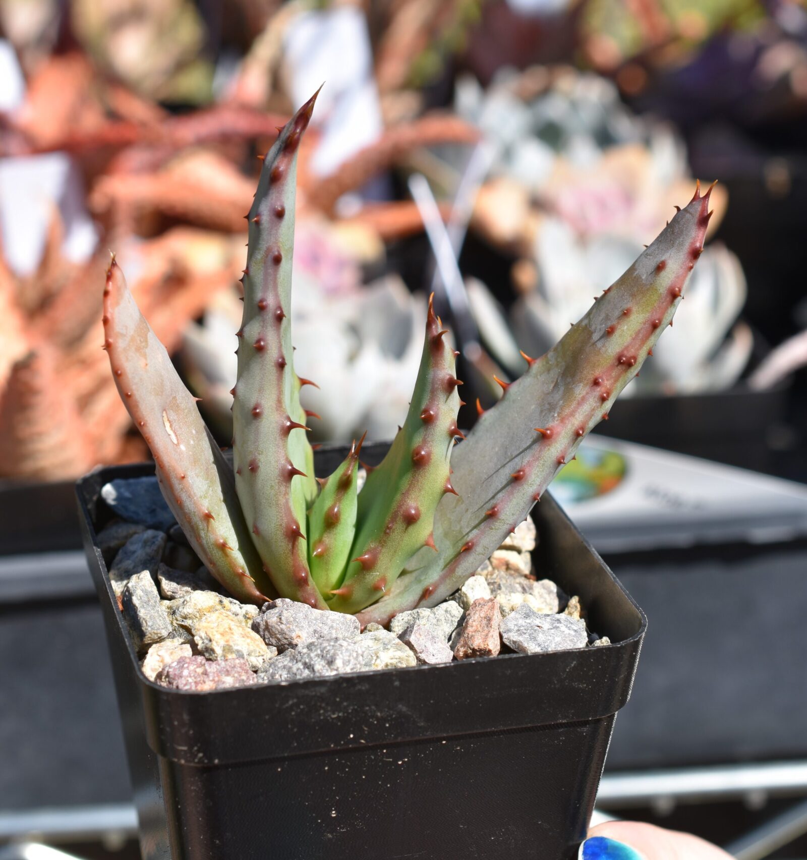 Aloe marlothii - seed grown