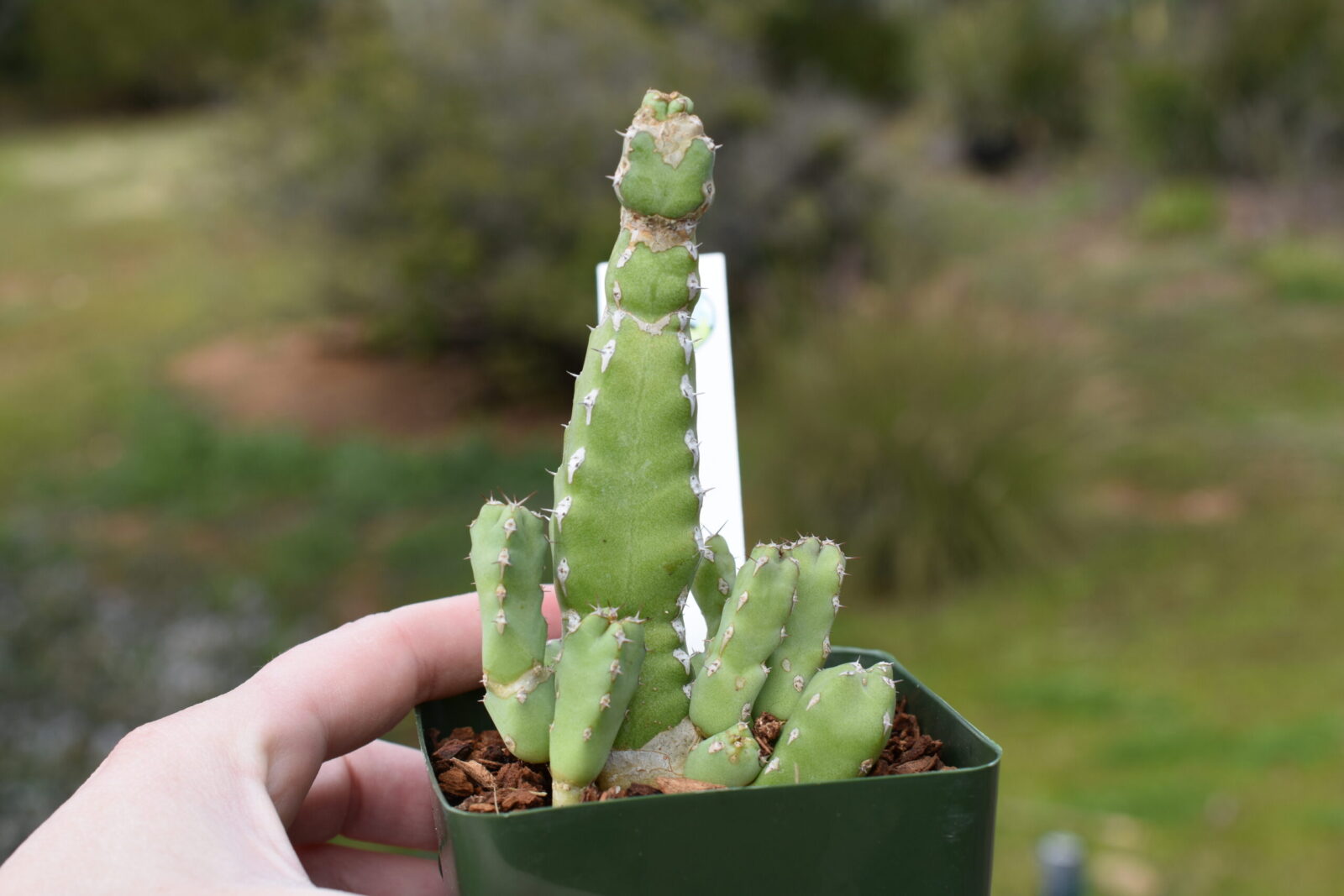 Euphorbia makallensis - Sausage Plant - Image 4