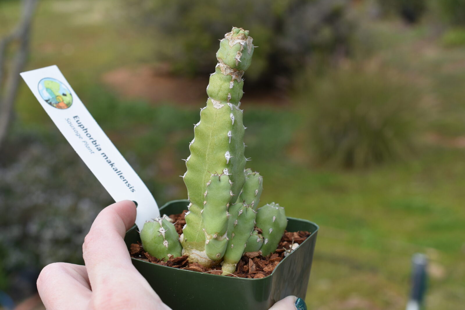 Euphorbia makallensis - Sausage Plant - Image 3