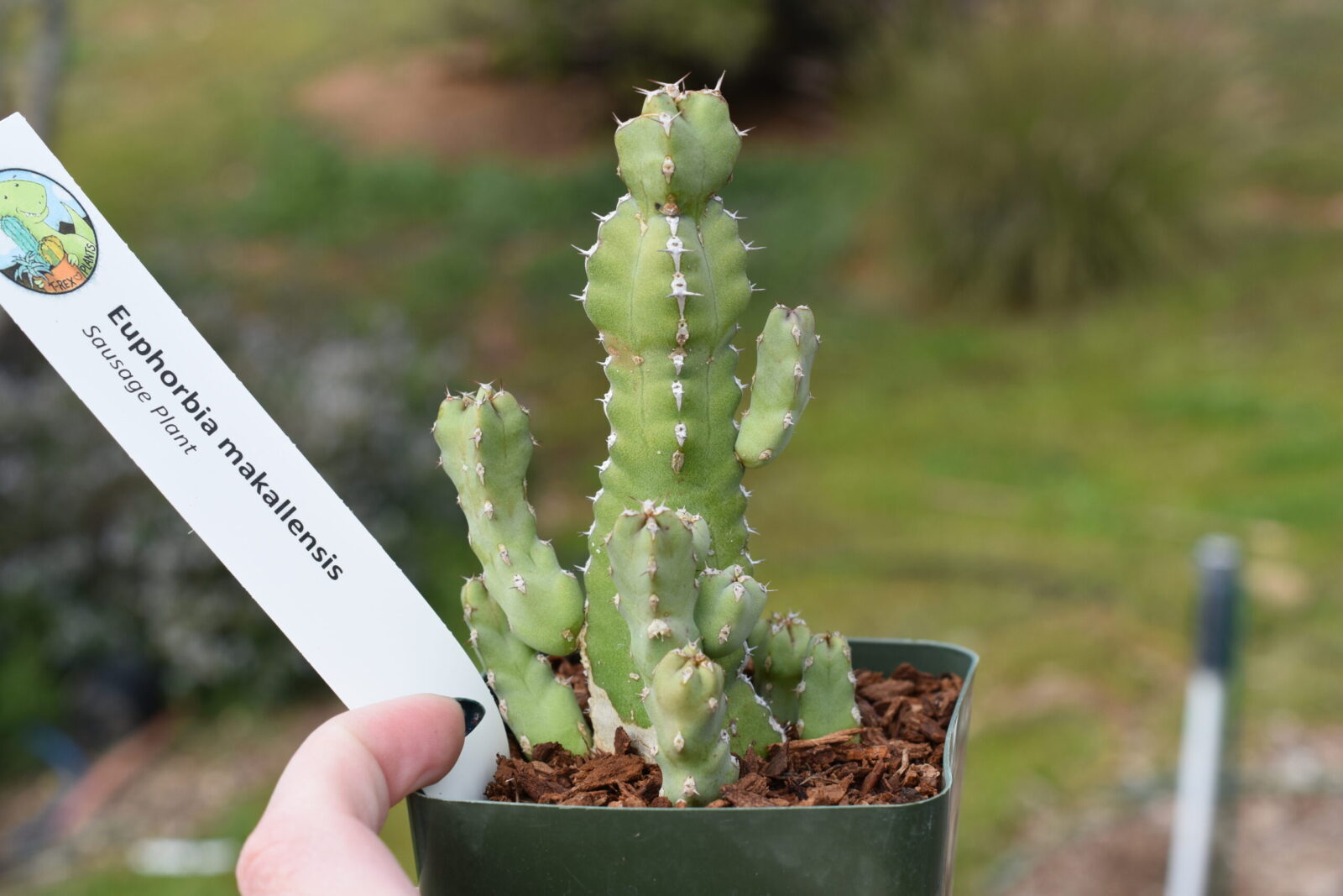 Euphorbia makallensis - Sausage Plant - Image 2