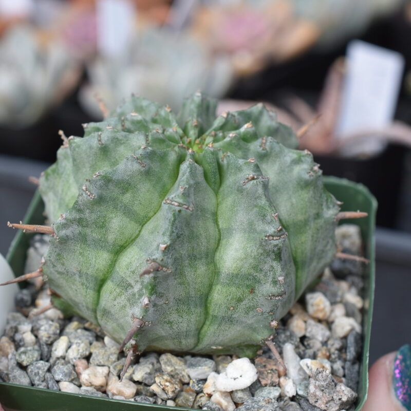 Euphorbia horrida