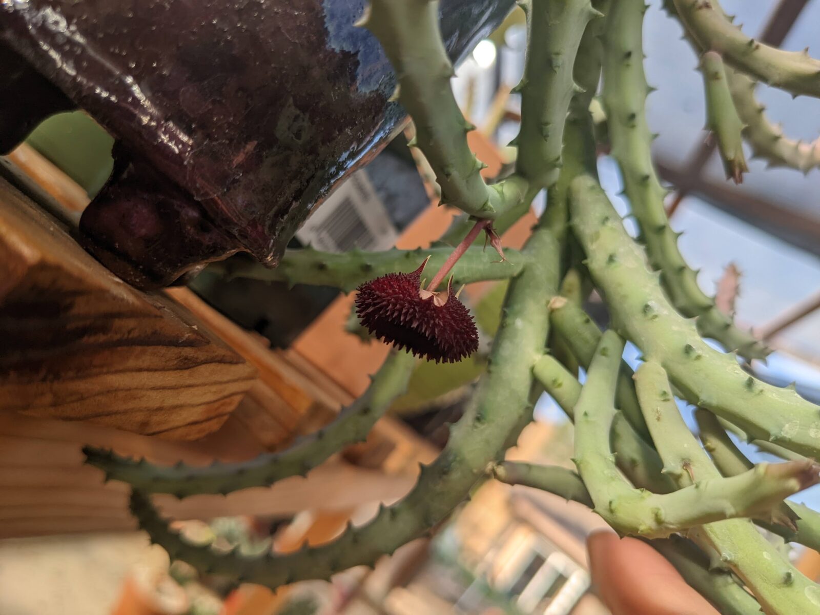 Huernia pendurata