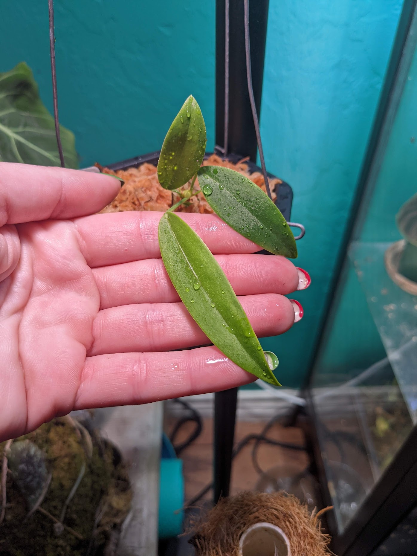 anthurium pendens seedling