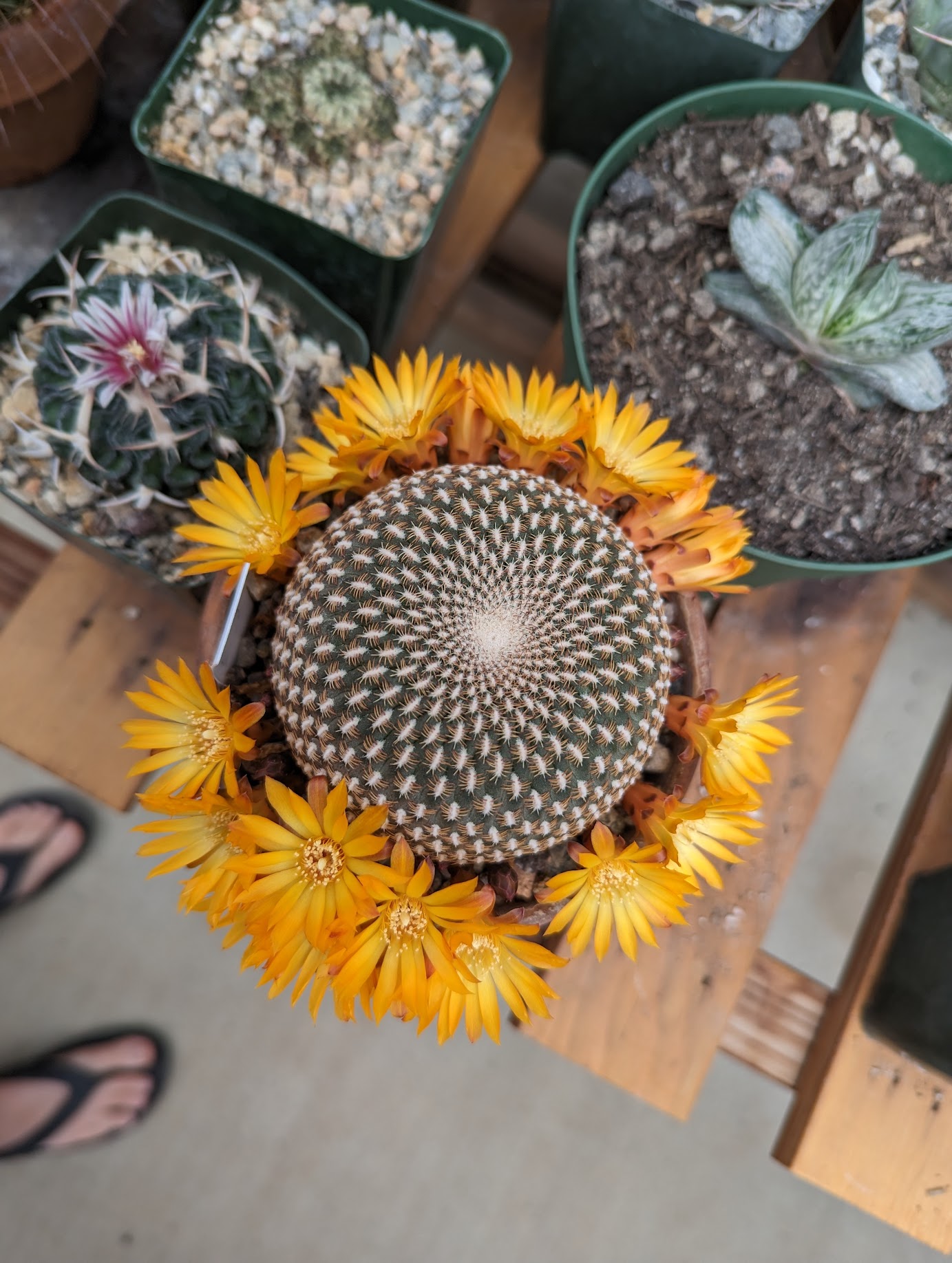 sulcorebutia flower