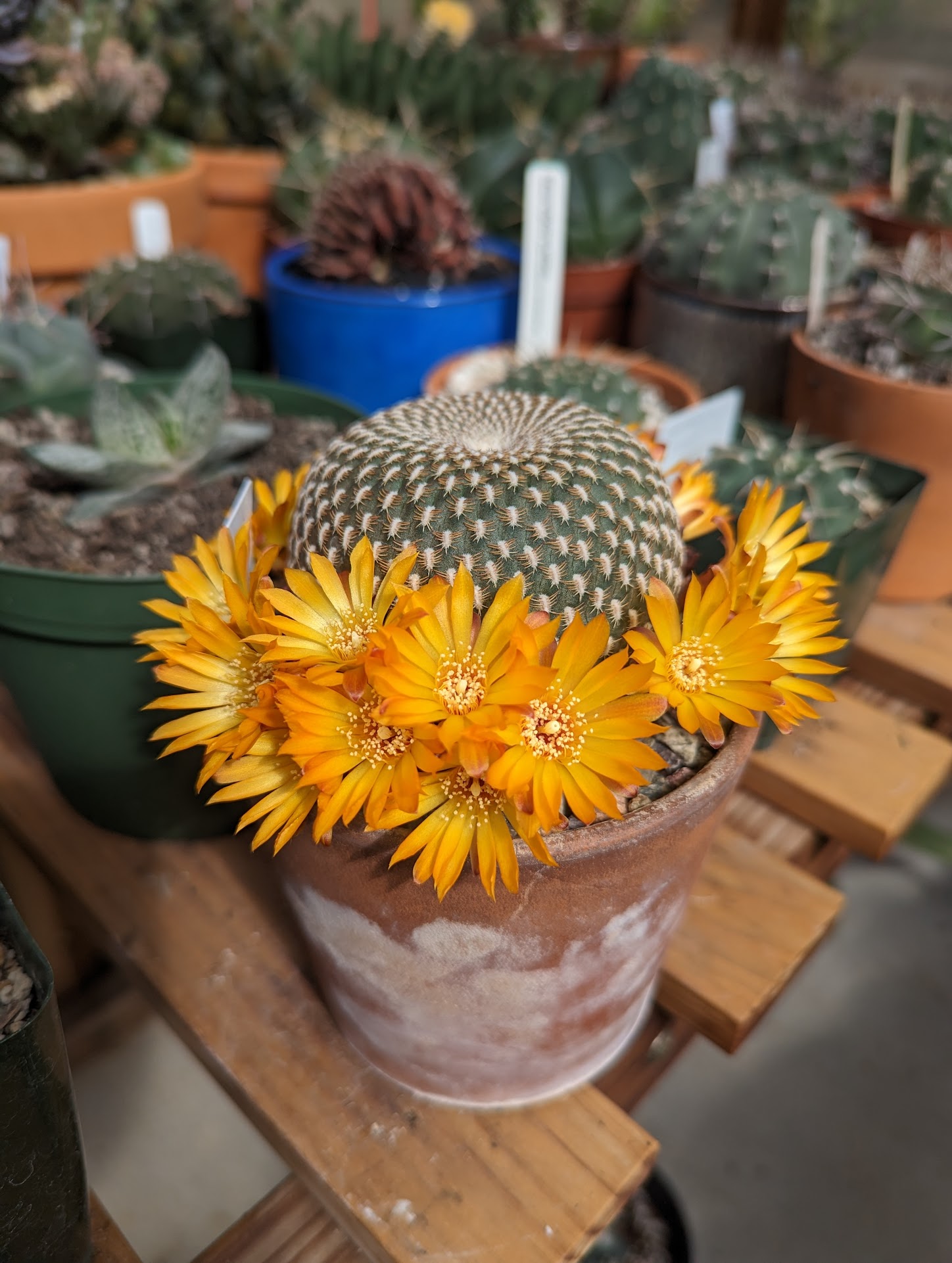 rebutia