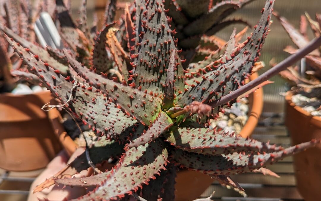 Star Aloe Hybrids Update – New Photos, New Hybrids