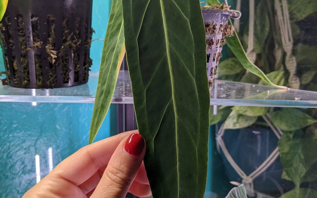 Anthurium warocqueanum – Growing the Queen Anthurium