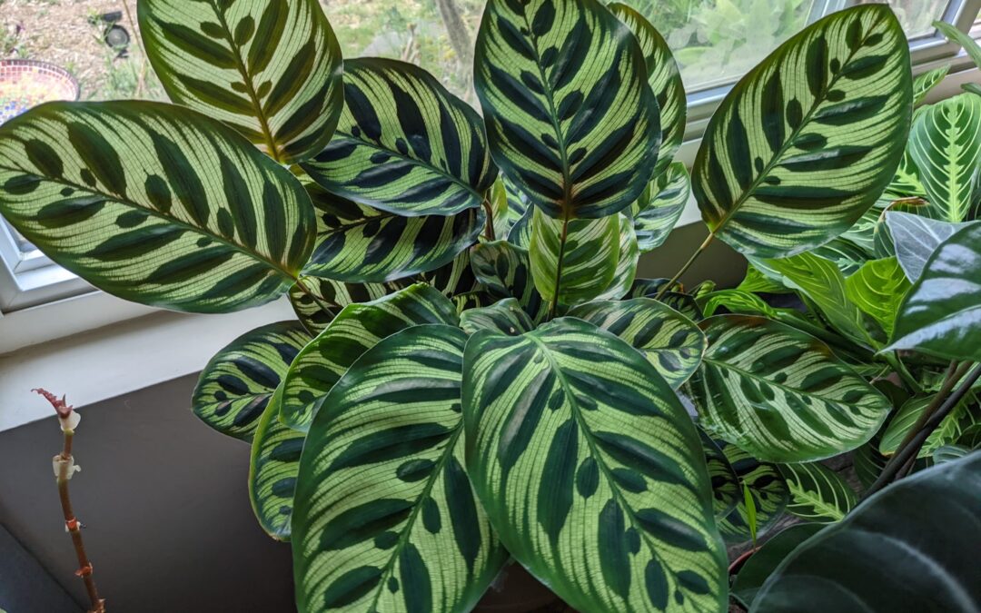 3 Big Tips for Indoor Plant Growing Success