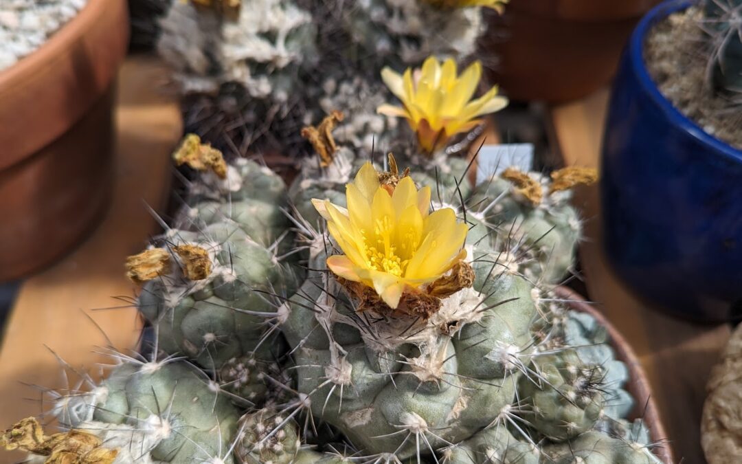 Caring for Copiapoas: A General Beginner’s Guide