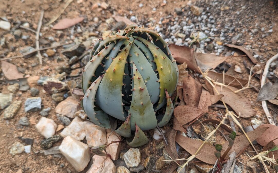 What Does It Mean When a Cactus or Succulent is Hard Grown?