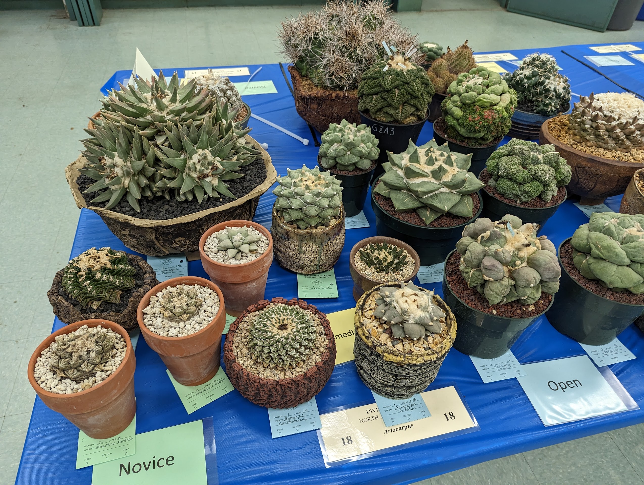 Growing Ariocarpus for Beginners - Trex Plants