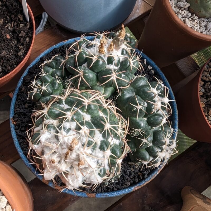 coryphantha elephantidens