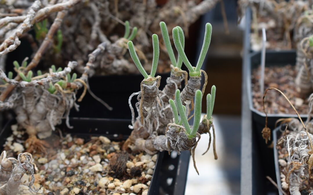 How to Grow Monilaria pisiformis – the Bunny Ear Succulent