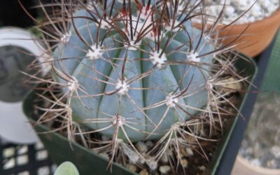 Growing Melocactus azureus – The Turk’s Cap Cactus
