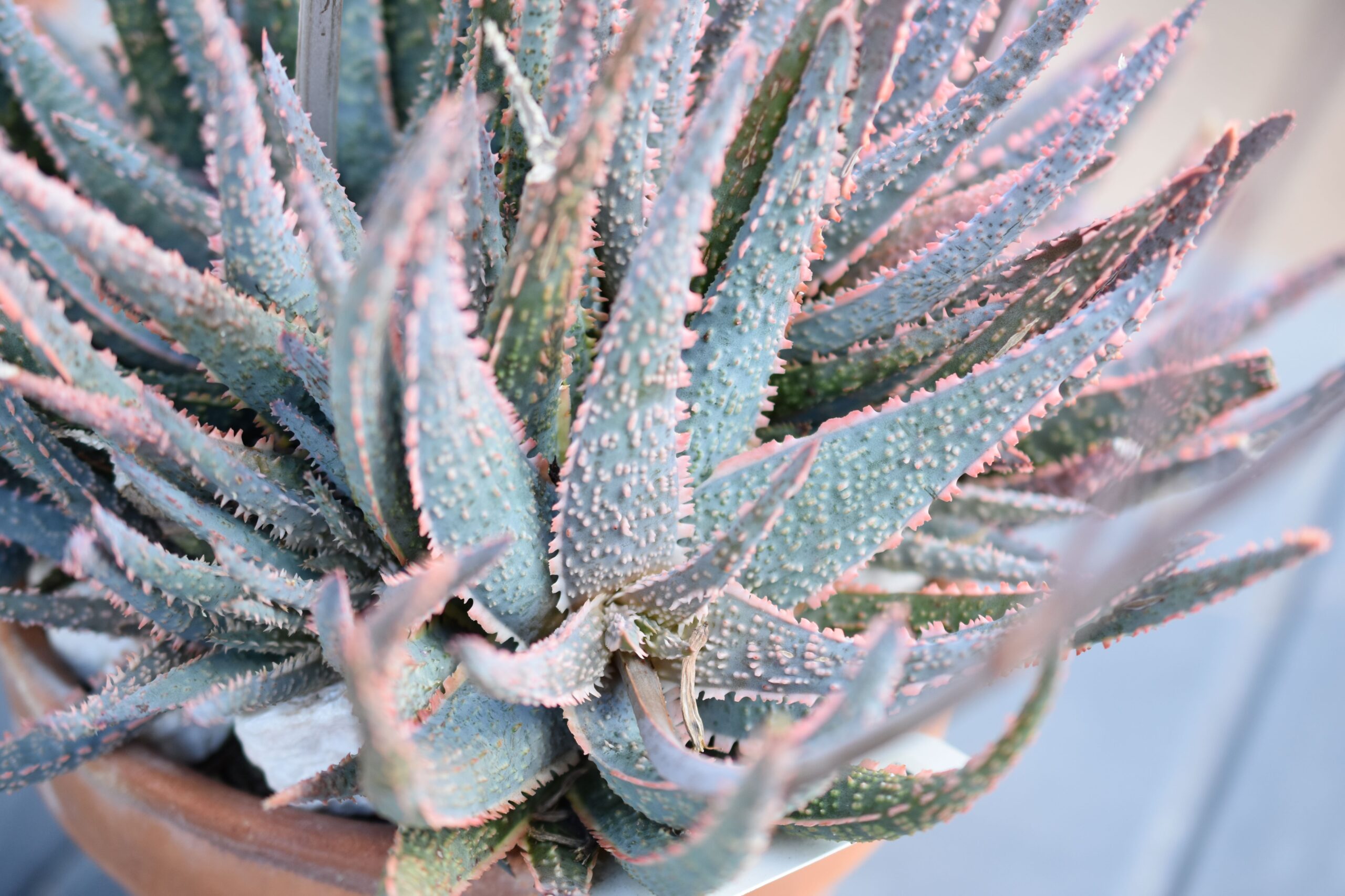 Aloe Purple Haze