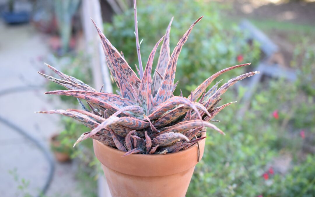 Aloe Hybrid Update – New Additions and Growth Continued