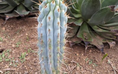 Growing Browningia hertlingiana – a Beautiful Blue Columnar Cactus