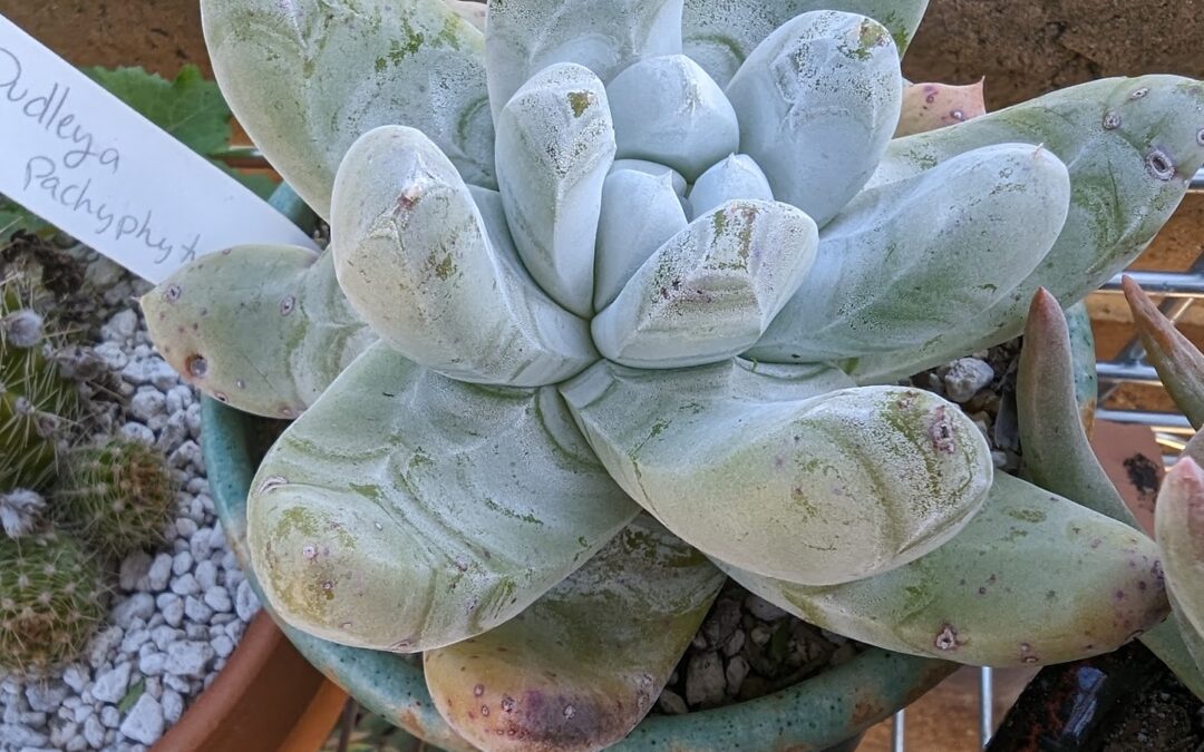 Growing Dudleya pachyphytum