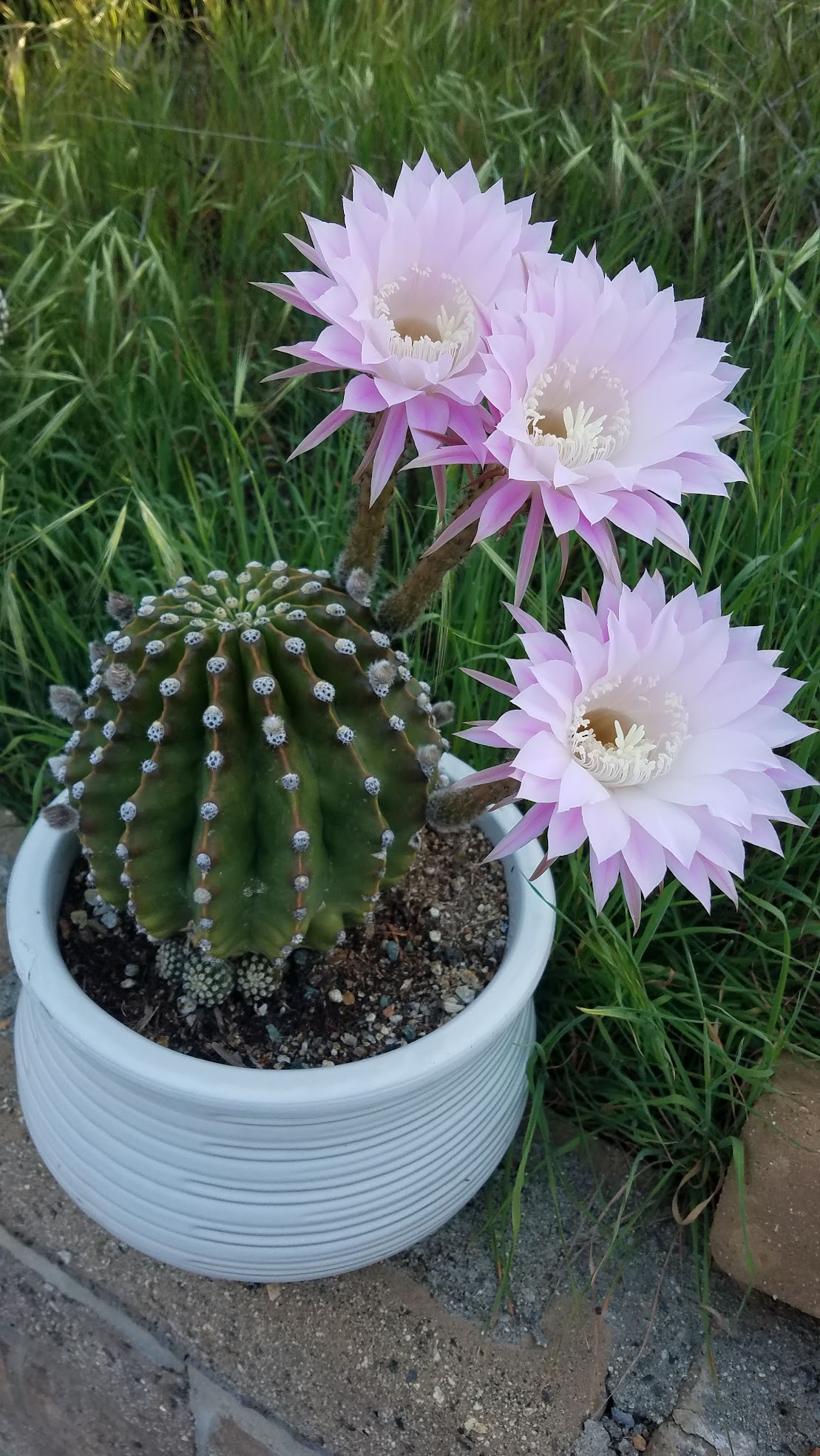echinopsis hybrid