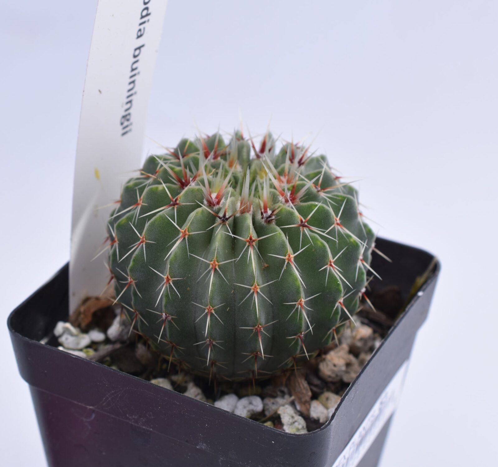 Parodia buiningii