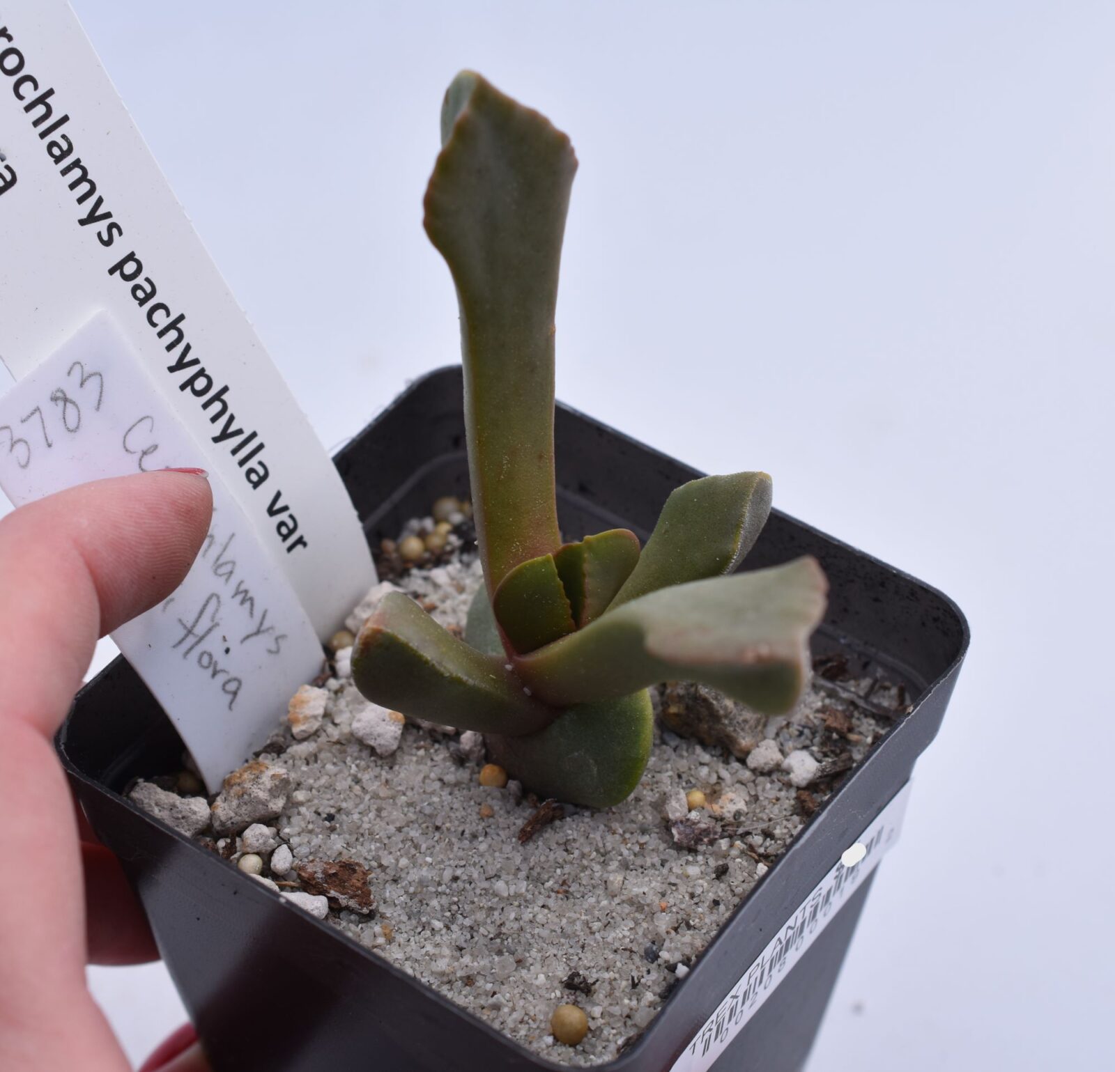 Cerochlamys pachyphylla var. albiflora - Image 6