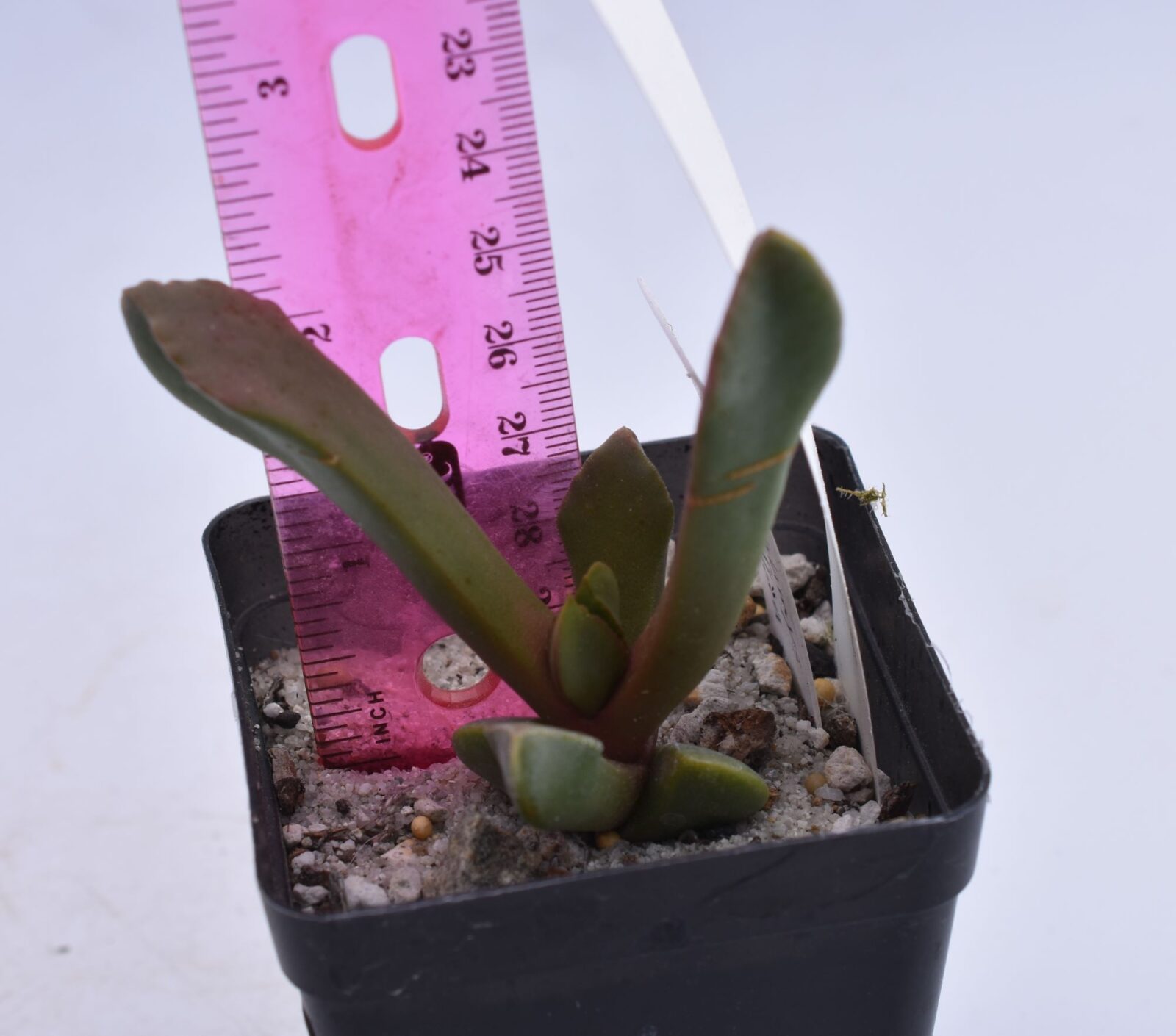 Cerochlamys pachyphylla var. albiflora - Image 4