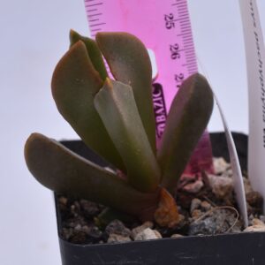 cerochlamys pachyphylla albiflora
