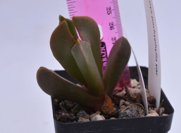 cerochlamys pachyphylla albiflora